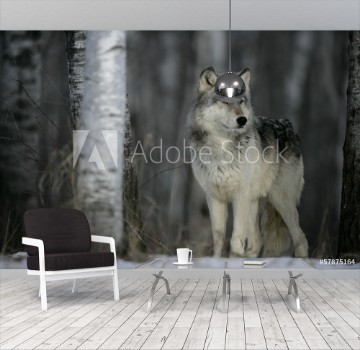 Picture of Grey wolf Canis lupus